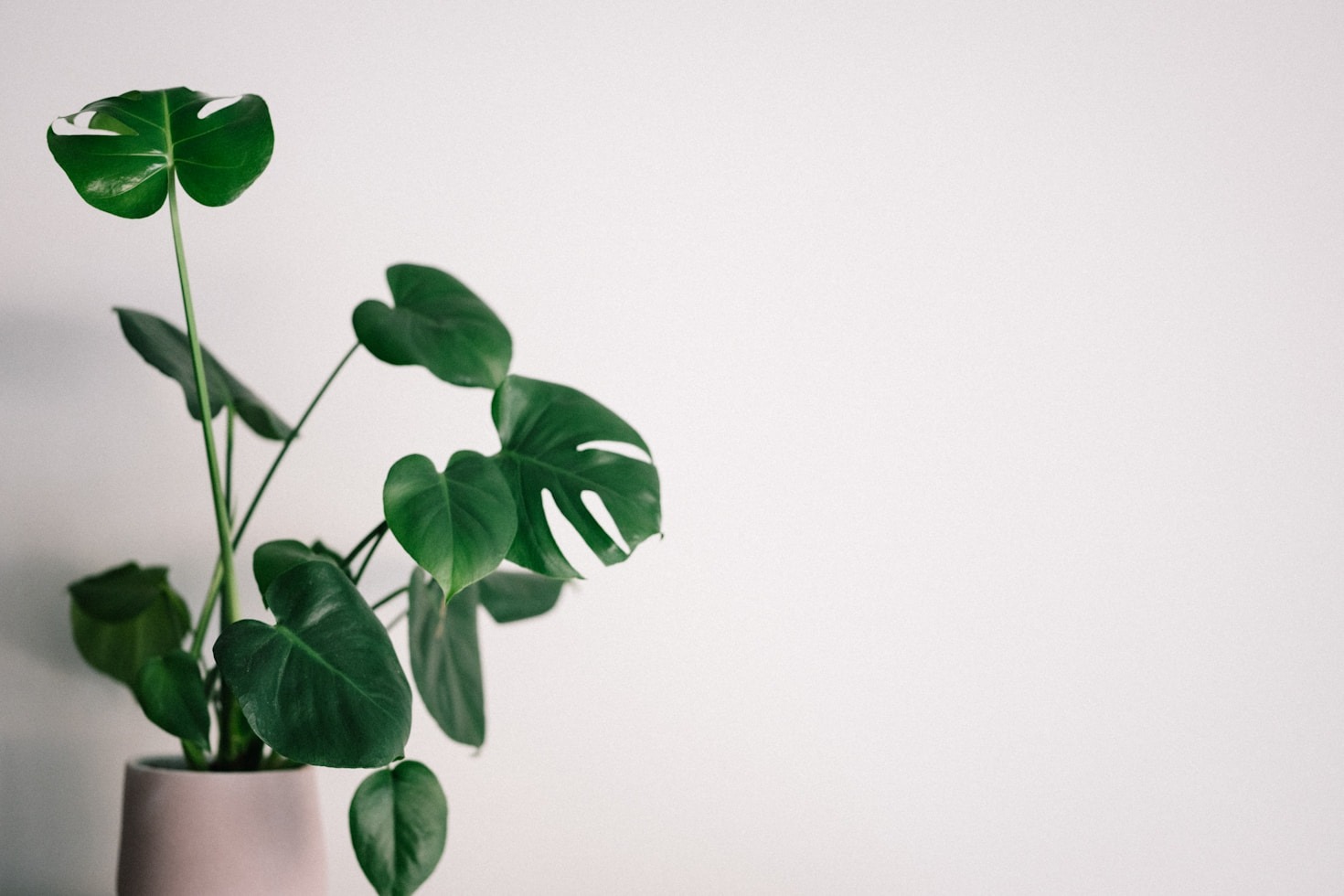 5 Benefícios de Ter Plantas no Apartamento