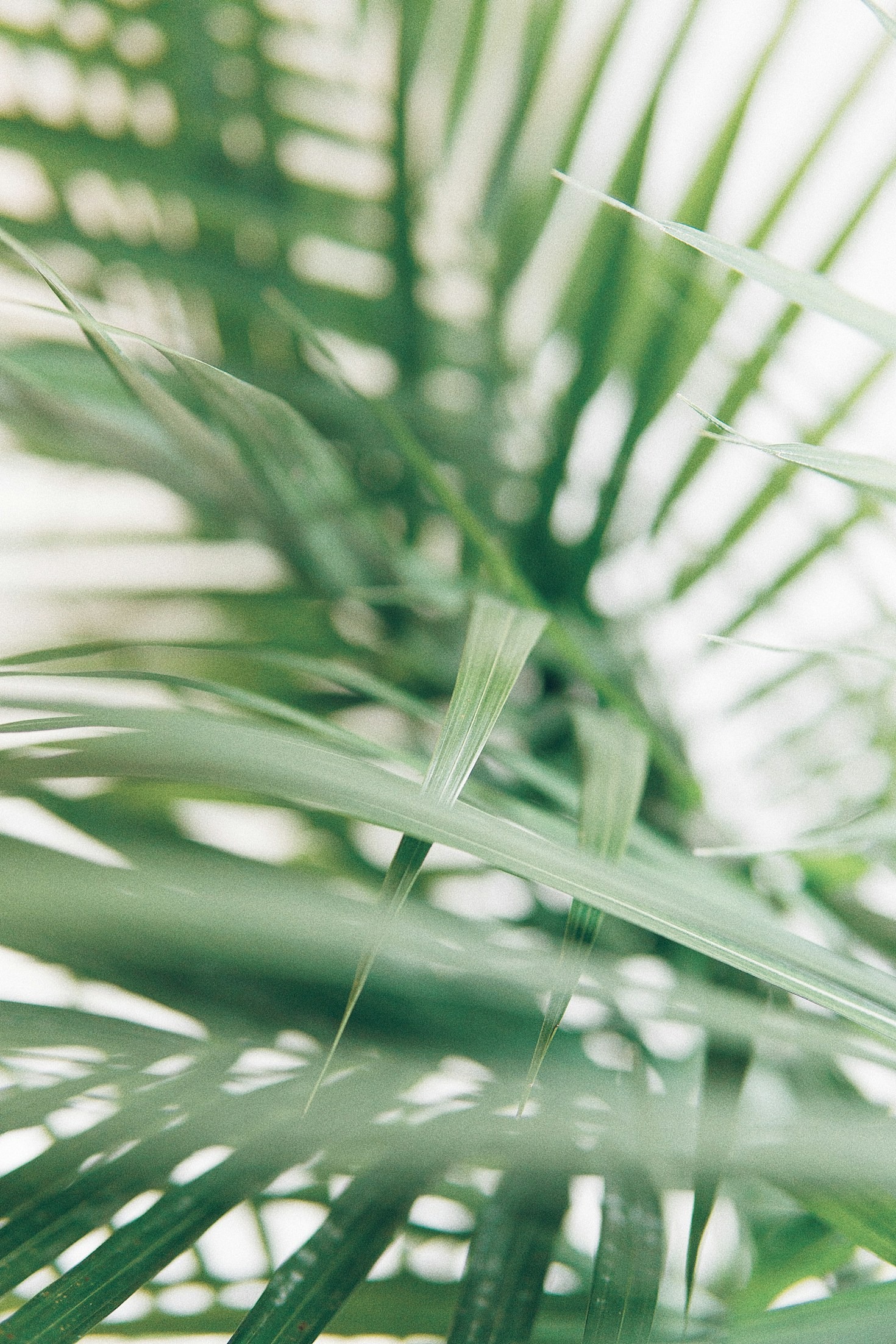 Guia Completo para Jardins Verticais Domésticos