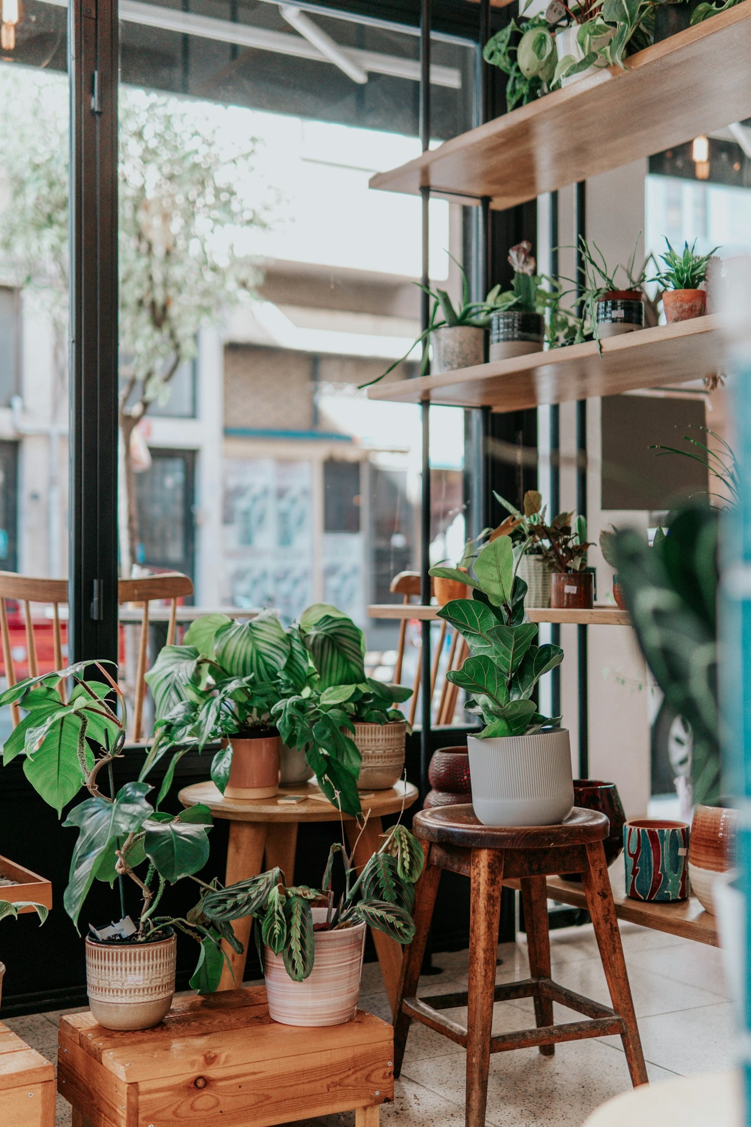 Top 10 Plantas Ideais para Espaços Pequenos